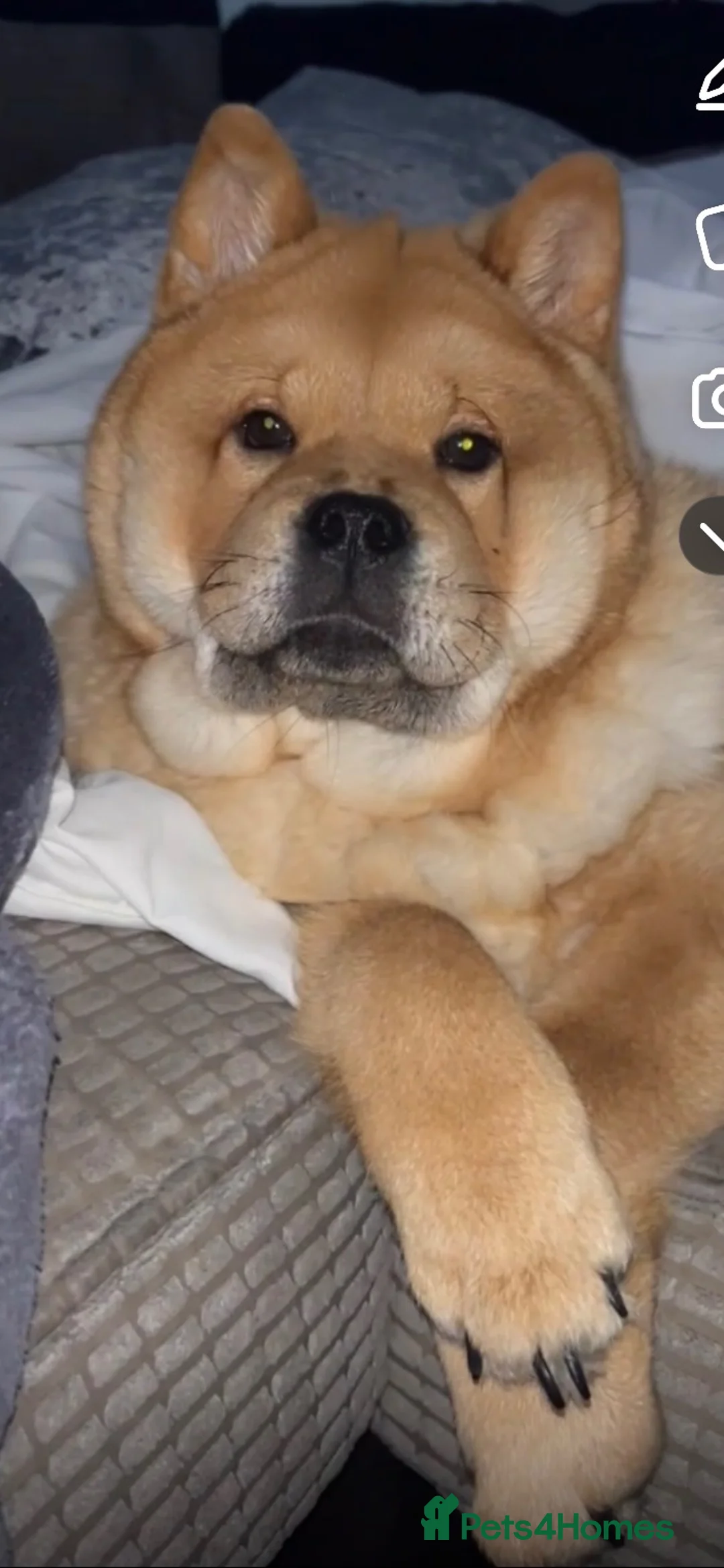 Chow Chow dogs for sale: Minnie Mouse the chow chow  in Bournemouth - Advert 3