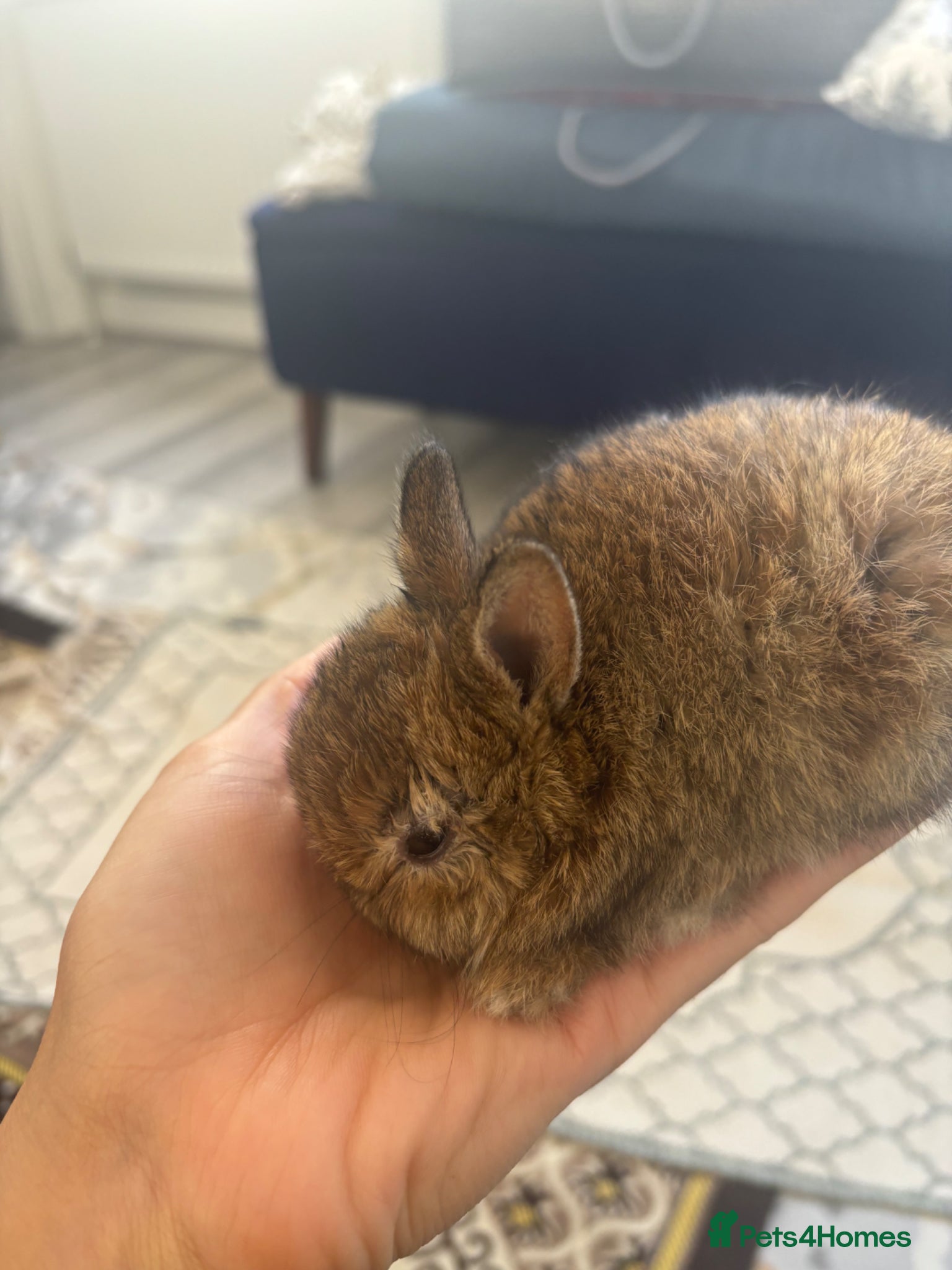 Netherland Dwarf rabbits for sale: Netherland dwarf  in Harrow - Advert 3