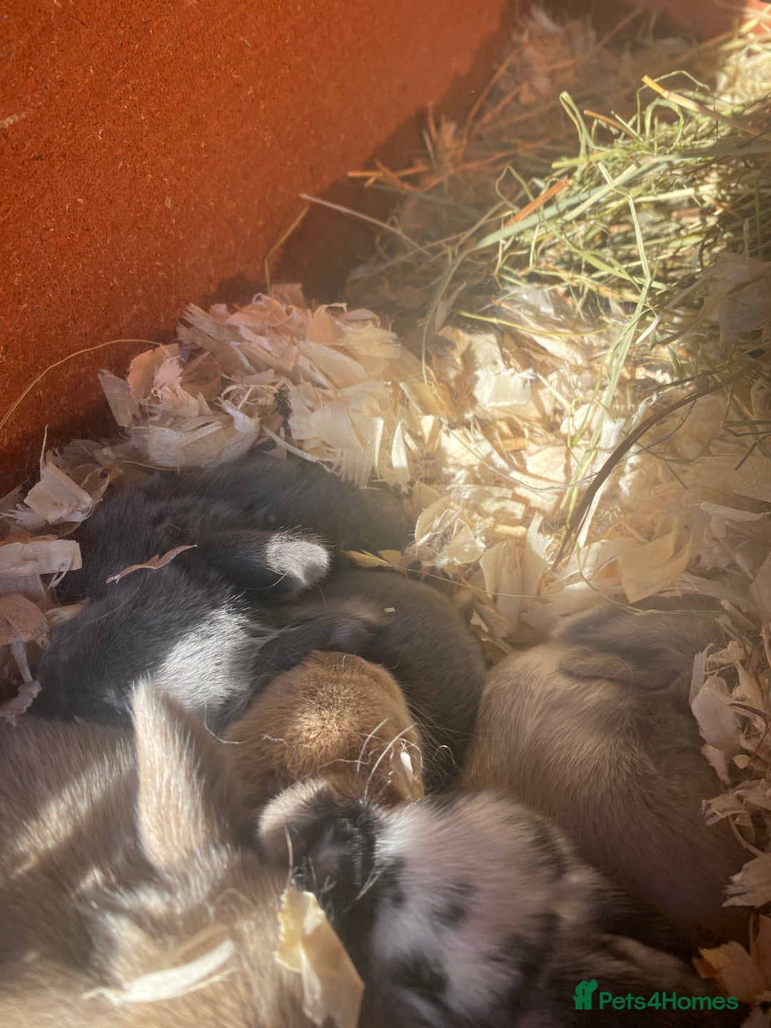 Mini Lion Lop rabbits for sale: pure bread mini lops  - Advert 2