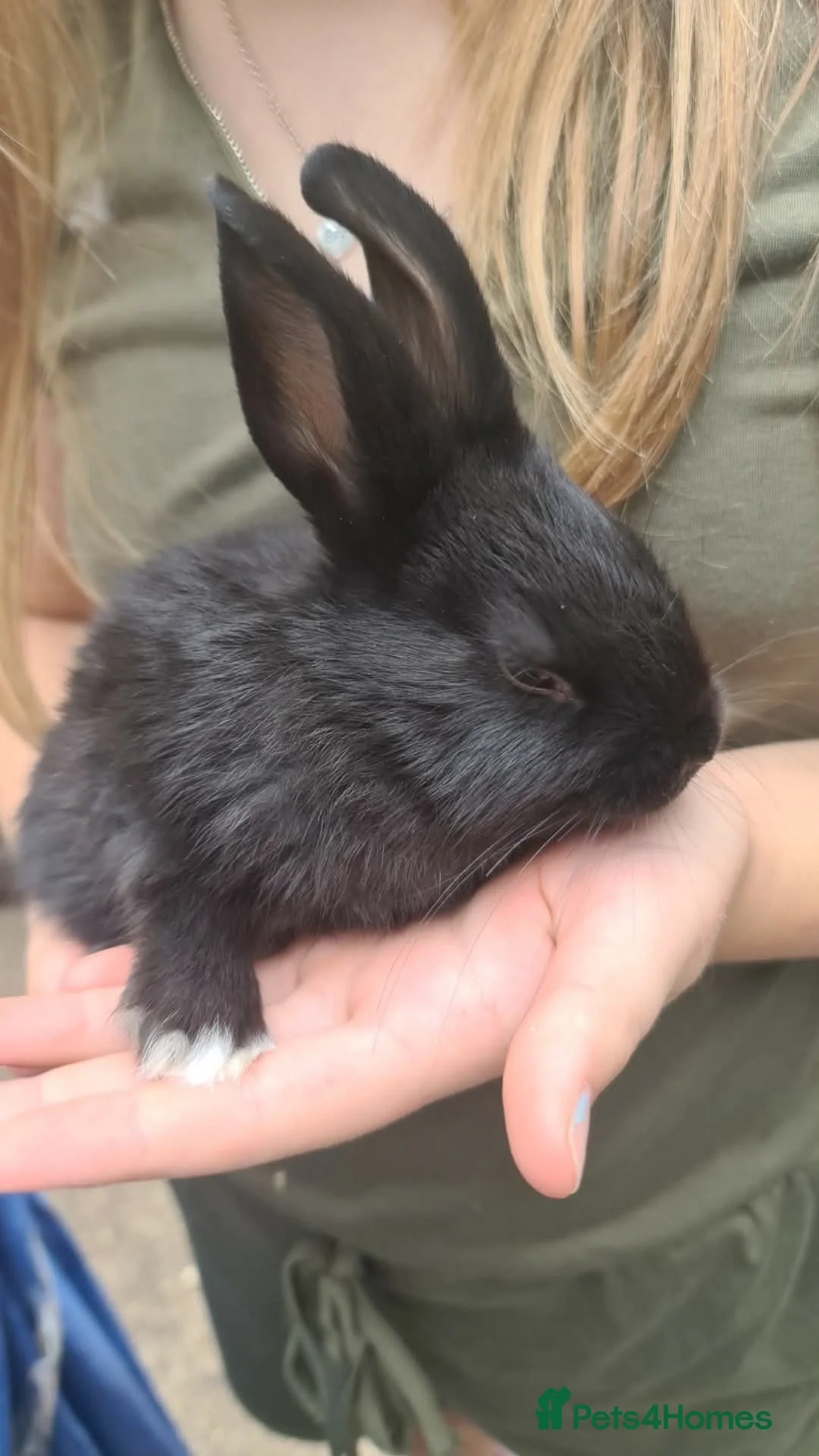 Mixed Breed rabbits for sale: Dutch cross baby rabbits - Advert 21