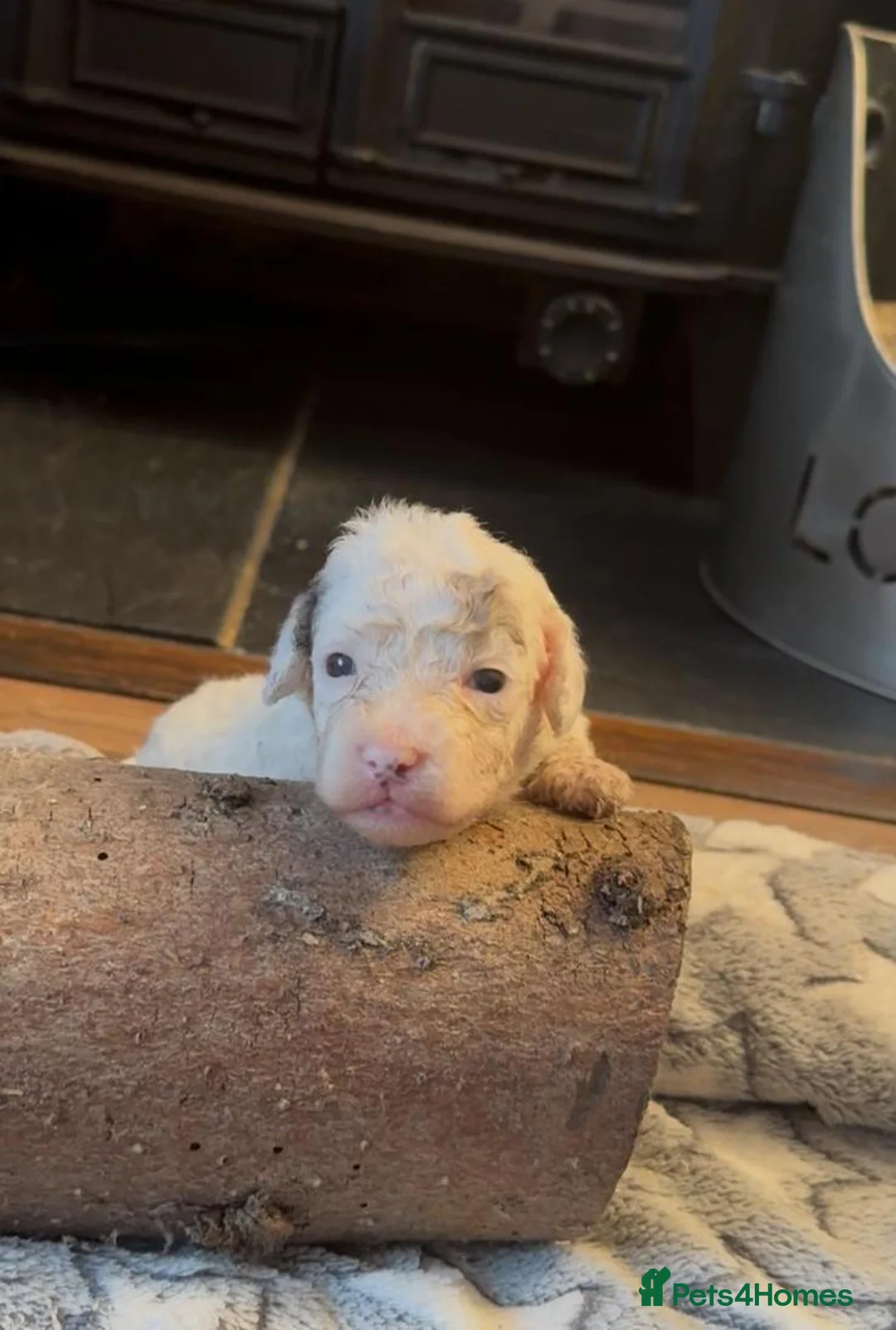 Cockapoo dogs for sale: GORGEOUS TEDDY BEAR FACED TINY COCKAPOO'S  - Advert 2
