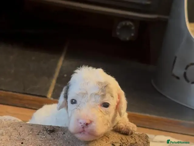 Cockapoo dogs for sale: 👀READY TO GO NOW👀 TINY TEDDYBEAR COCKAPOO'S - Advert 2