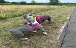 American Bulldog dogs for sale: Pocket bully 5months old  - Image 2