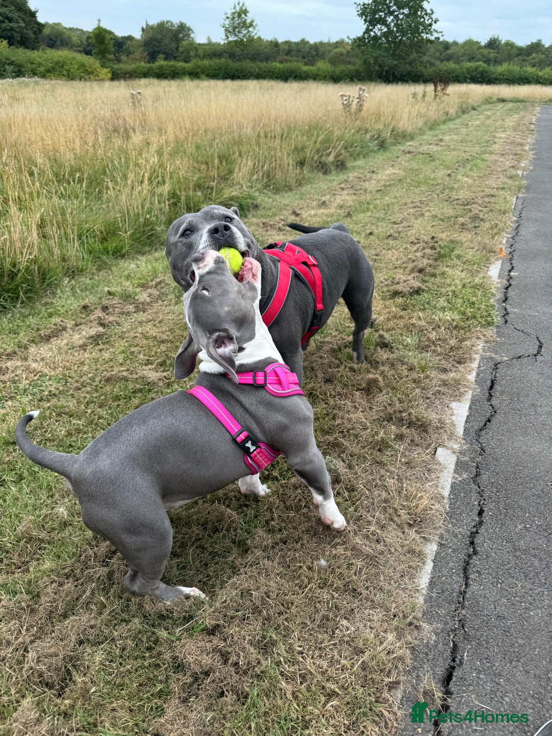 American Bulldog dogs for sale: Pocket bully 5months old  - Image 2
