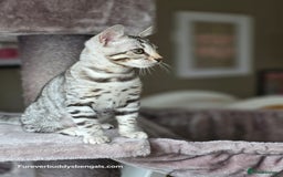 Bengal cats for sale: Bengal Kitten 2 - Outstanding Silver Rosetted Tica Bengal Kittens  - Image 5