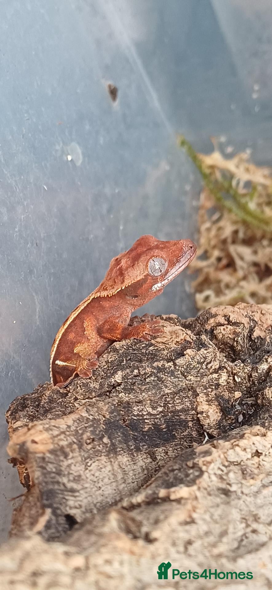 Gecko reptiles Baby Crested Geckos!! - Advert 1