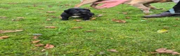Springador dogs for sale: Springerdor puppies for sale - Advert 8