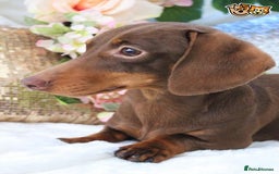 Miniature Dachshund dogs for stud: MASTER DUKE 🐶 miniature dashshund for stud in Wisbech - Image 4