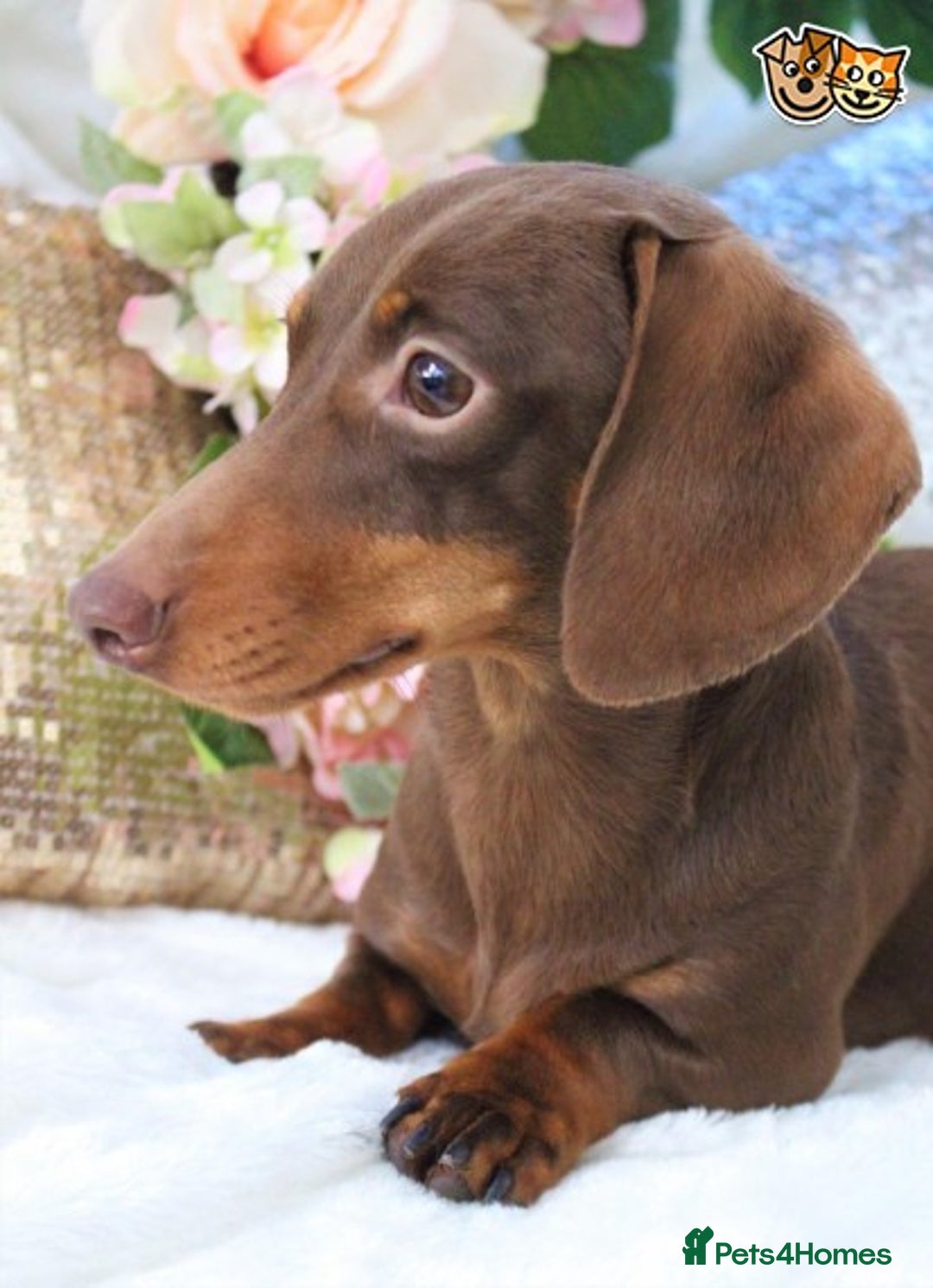 Miniature Dachshund dogs for stud: MASTER DUKE 🐶 miniature dashshund for stud in Wisbech - Image 4