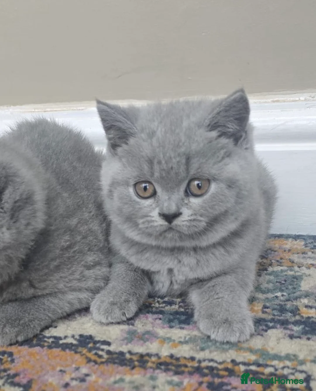 British Shorthair cats for sale: Chunky British shorthair  - Advert 9