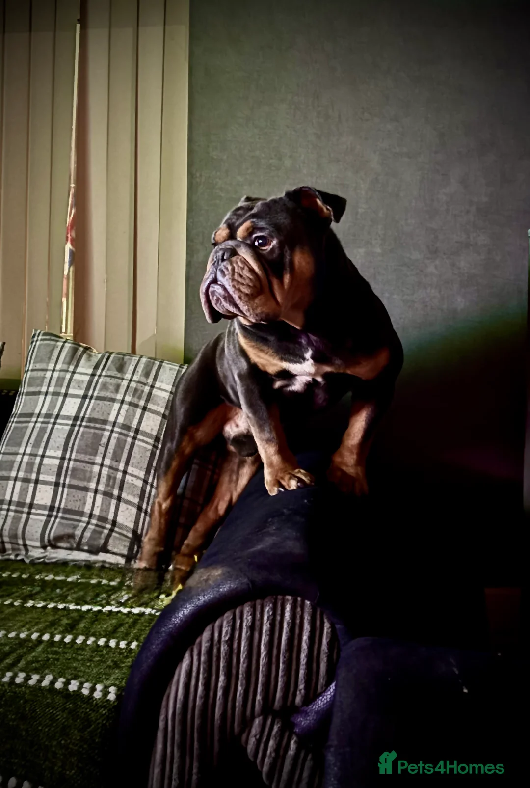 English Bulldog dogs for sale: English bulldog for rehoming  in Leigh - Advert 8