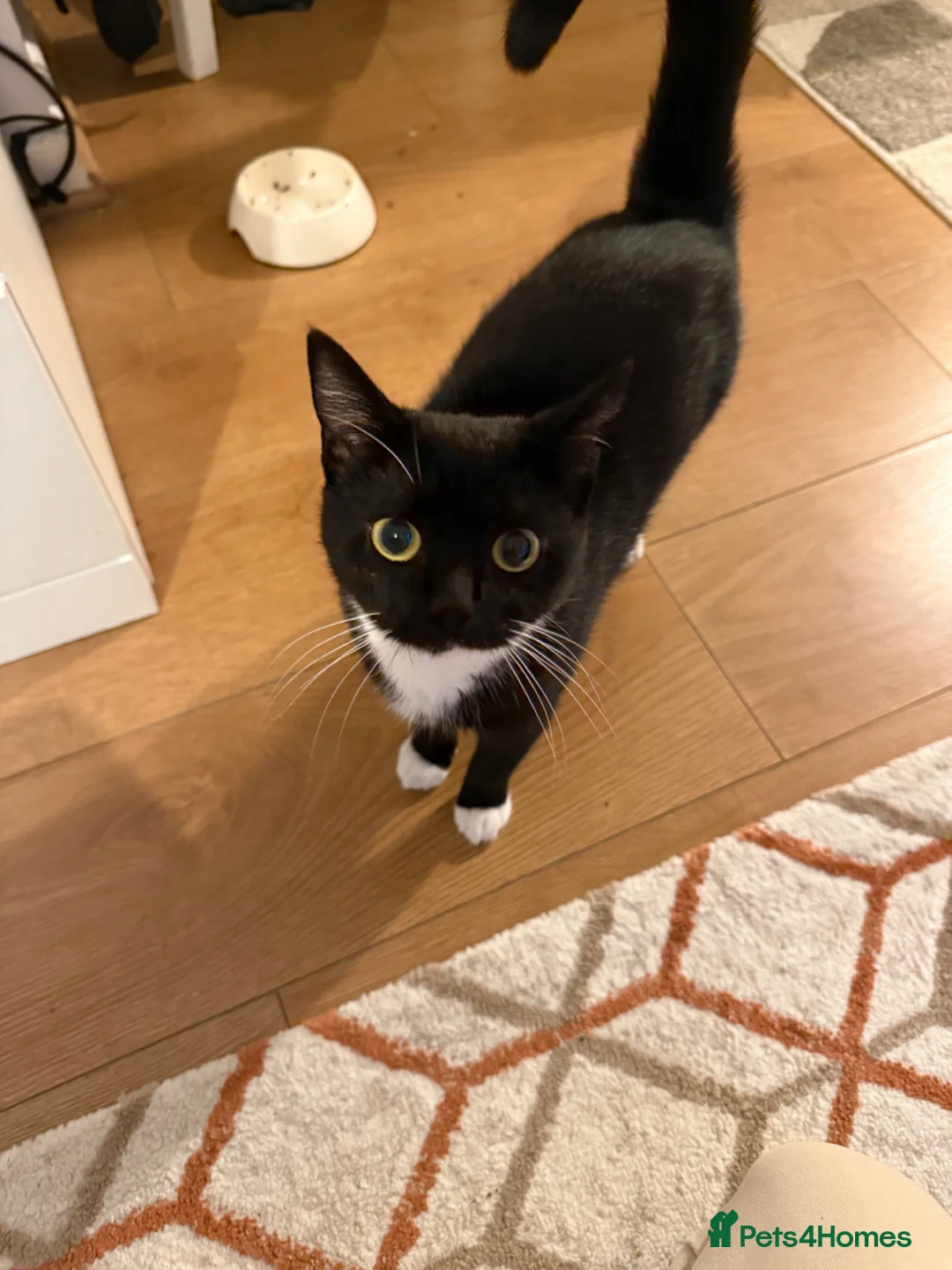 Mixed Breed cats for sale: Lovely kittens in Horsham - Advert 1