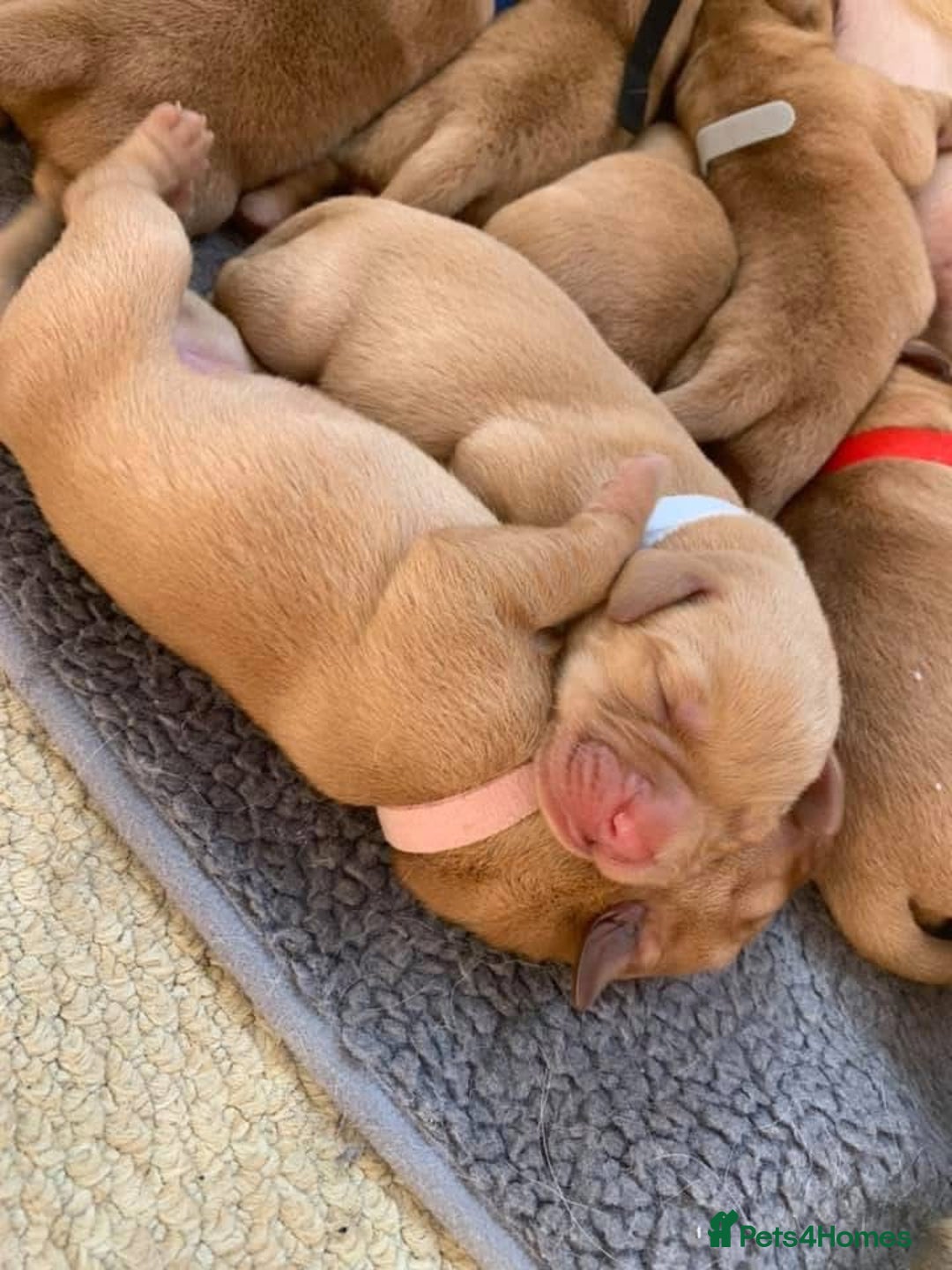 Labrador Retriever dogs for sale: Most Beautiful litter of KC Reg Fox Labradors - Advert 11