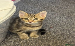 Mixed Breed cats for sale: Female kitten for sale - Image 3