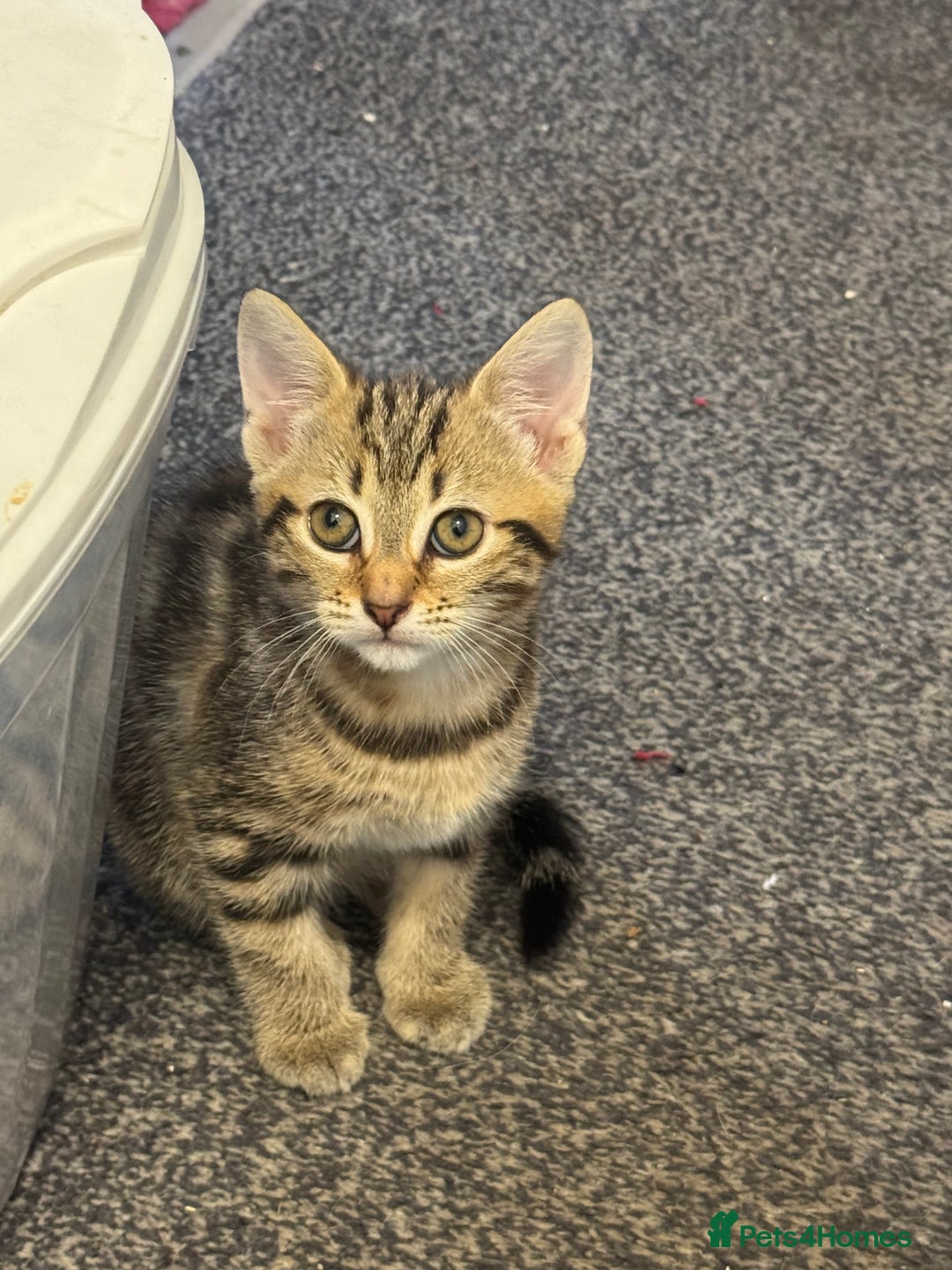 Mixed Breed cats for sale: Female kitten for sale - Image 3