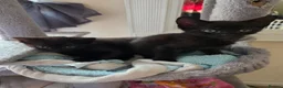 Mixed Breed cats for sale: Black kittens in Nuneaton - Advert 5
