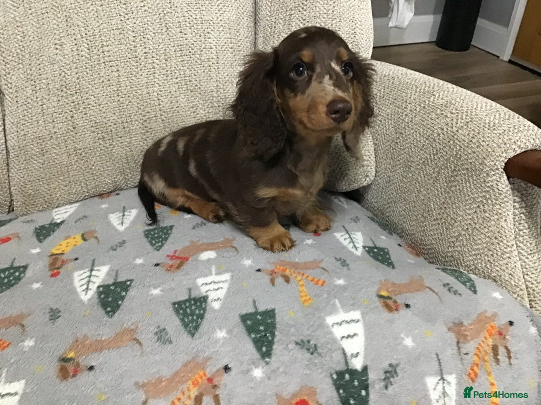 Miniature Dachshund dogs for sale: Mini Daxies true to type - Advert 10