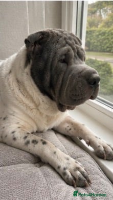 Shar Pei dogs Kc registered shar pei - Advert 2