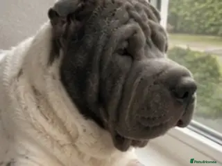 Shar Pei dogs Kc registered shar pei - Advert 2