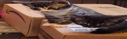 Bengal cats for sale: Bengal cross kittens in Crewe - Advert 1
