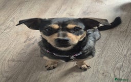 Mixed Breed dogs for adoption: Venice  - Advert 1