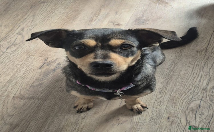 Mixed Breed dogs Venice  - Advert 1