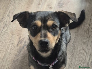 Mixed Breed dogs Venice - Advert 1