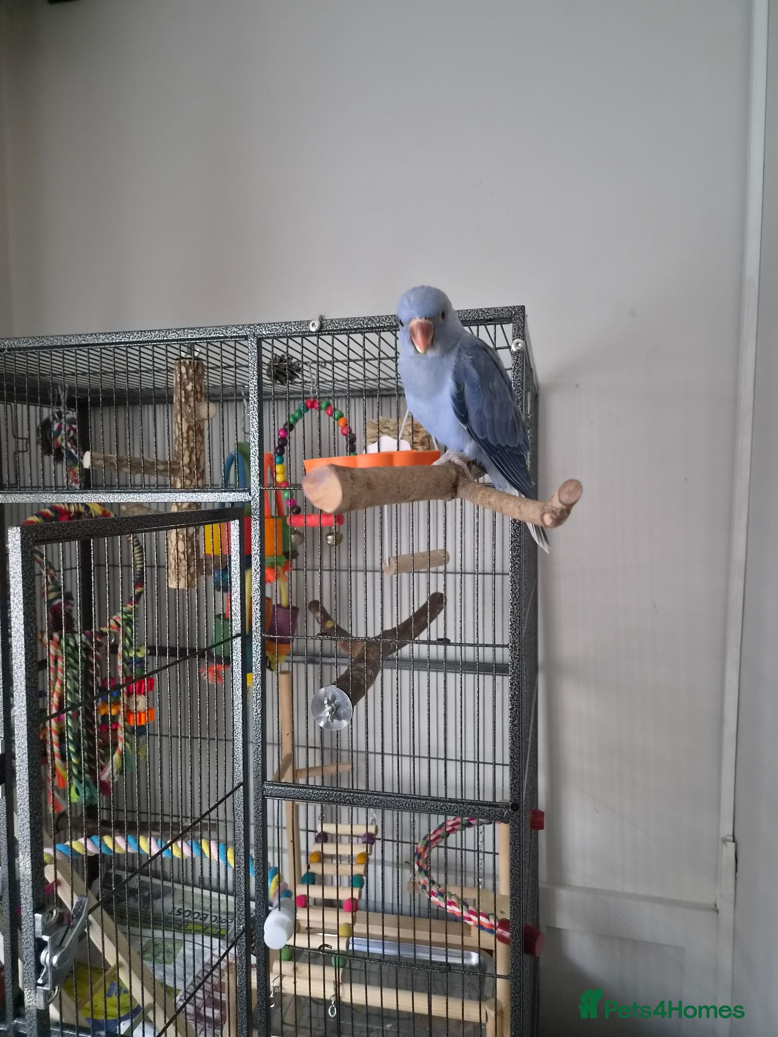 Parakeets birds Beautiful lilac tame ringneck  - Advert 3