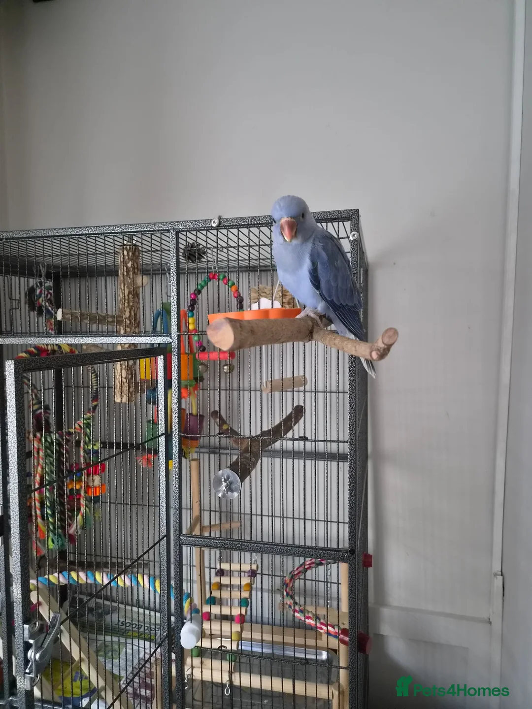 Parakeets birds for sale: Beautiful lilac tame ringneck  in Keighley - Advert 1