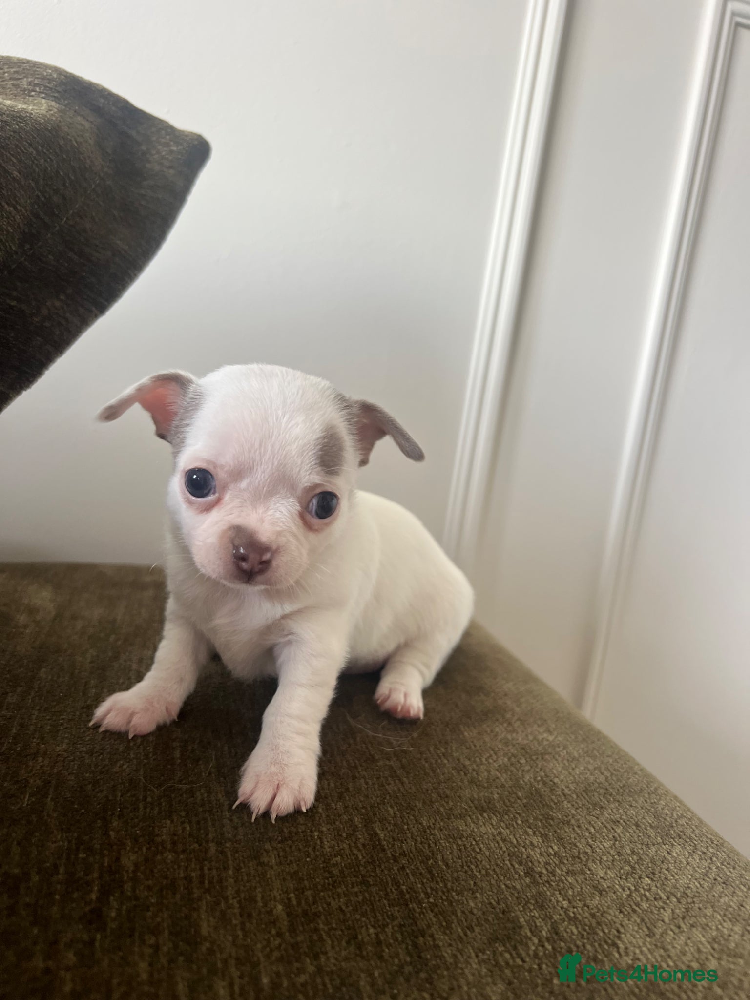 Chihuahua dogs Gorgeous tiny chihuahua puppies ready to reserve💜 - Advert 21