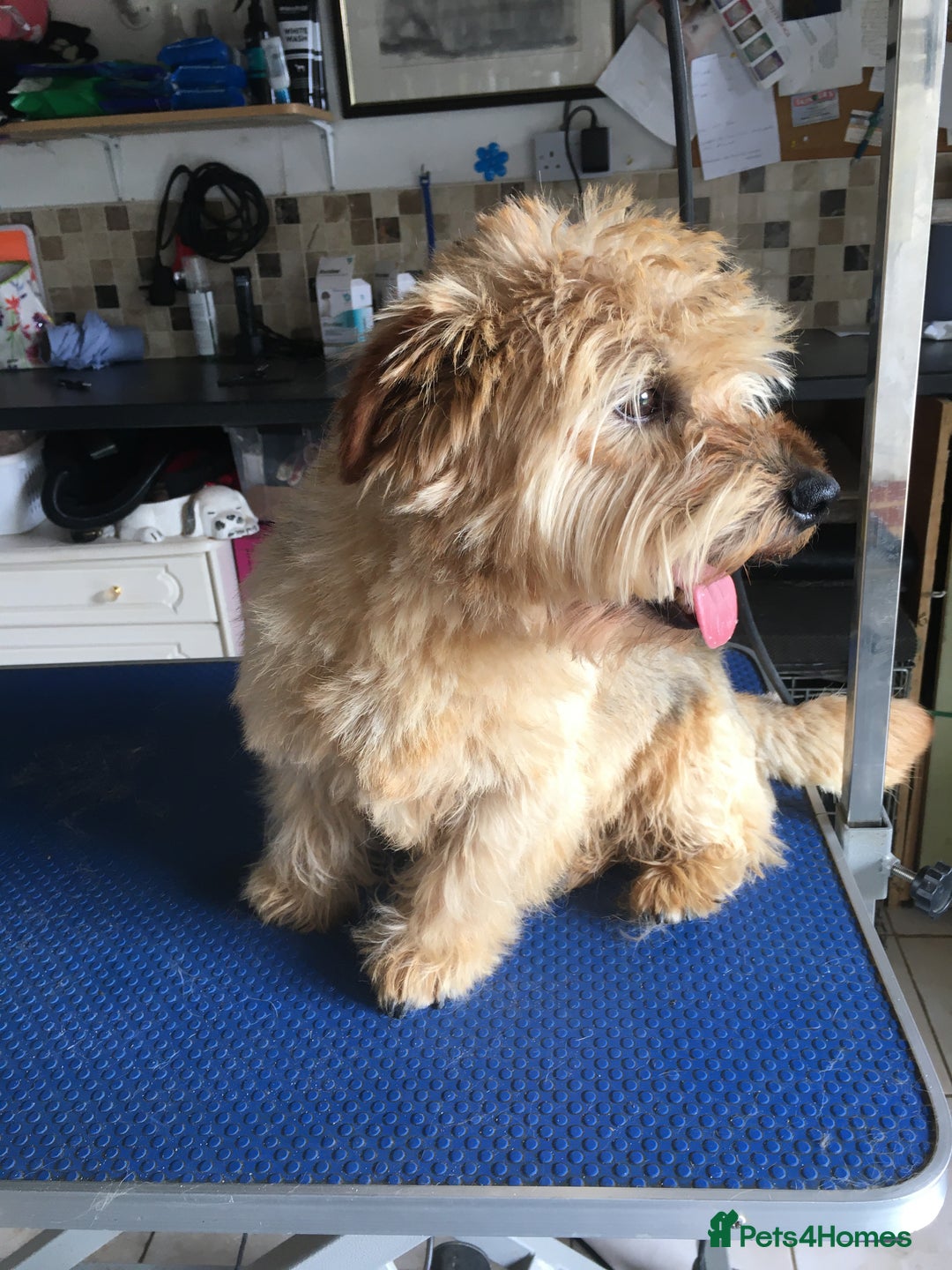 Norfolk Terrier dogs for stud: Meet cowboy in Maidstone - Image 4