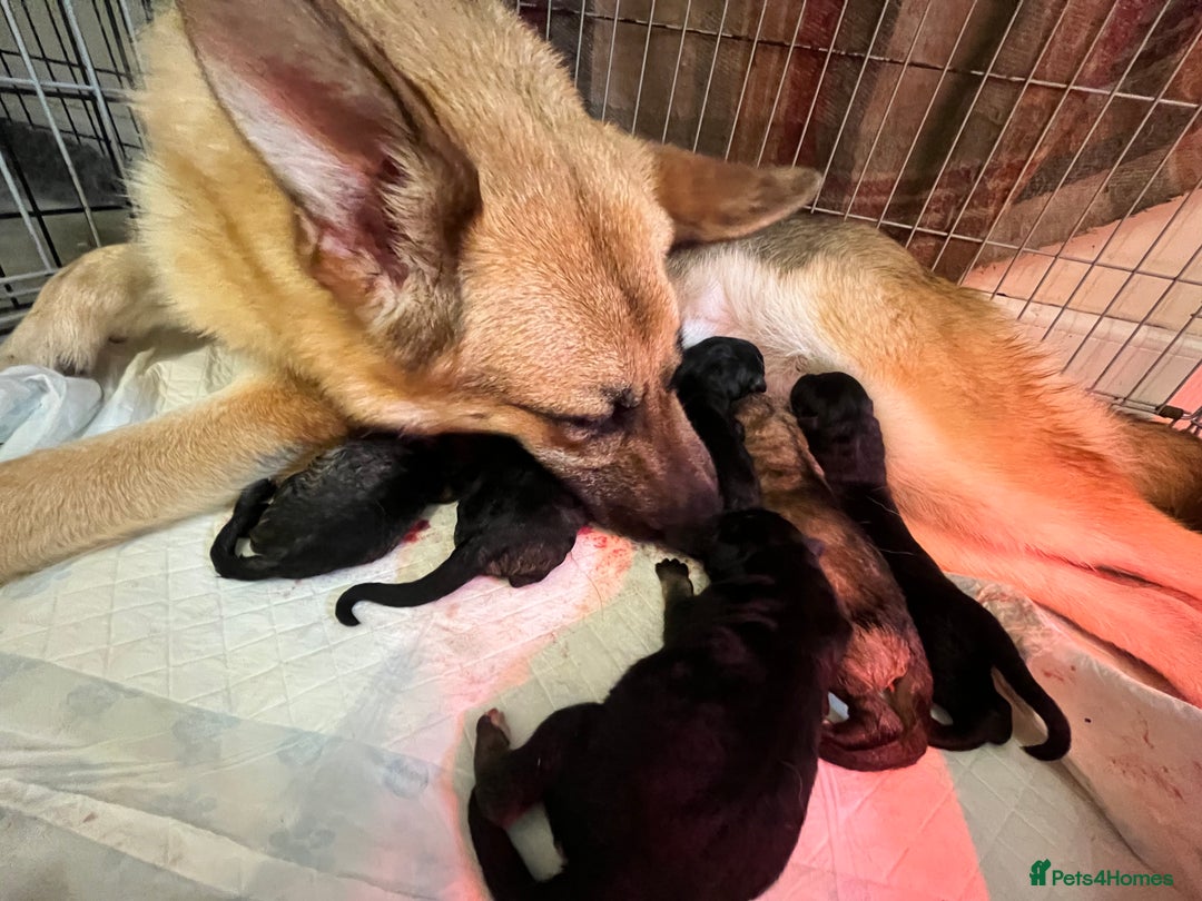 German Shepherd dogs for sale: German Shepherds by Shawhhead Shepherds  - Image 18