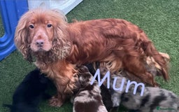 Cocker Spaniel dogs for sale: 6 beautiful cocker spaniel puppies  - Image 8