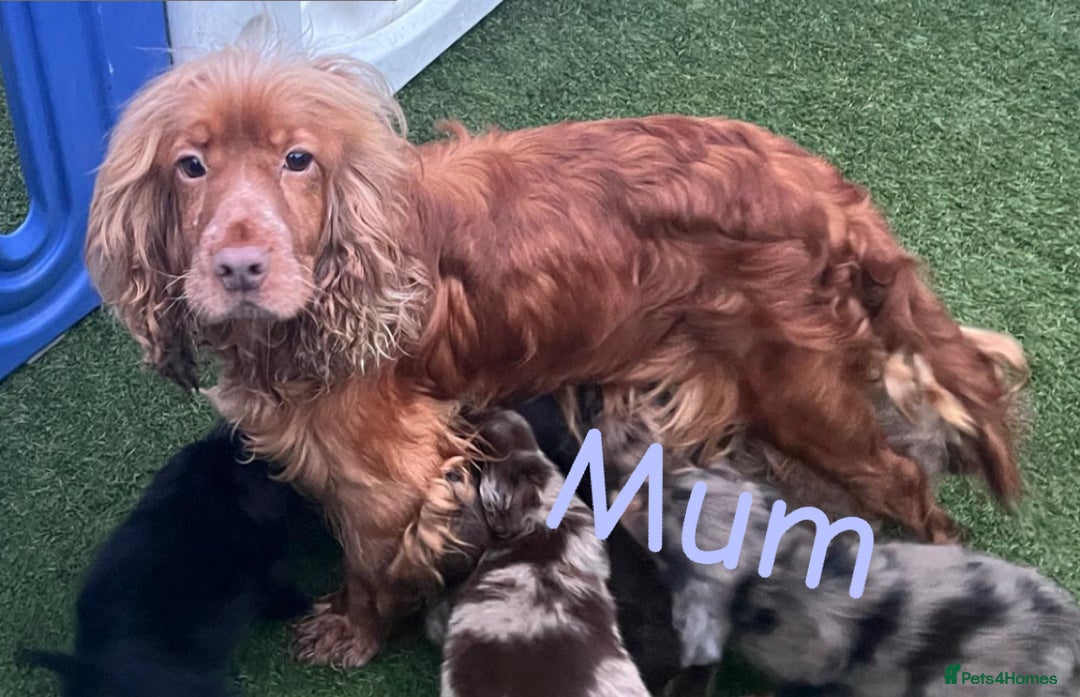 Cocker Spaniel dogs for sale: 6 beautiful cocker spaniel puppies  - Image 8