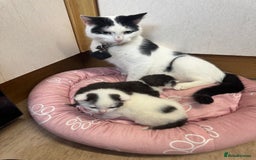 Mixed Breed cats for sale: Beautiful kittens  - Image 2
