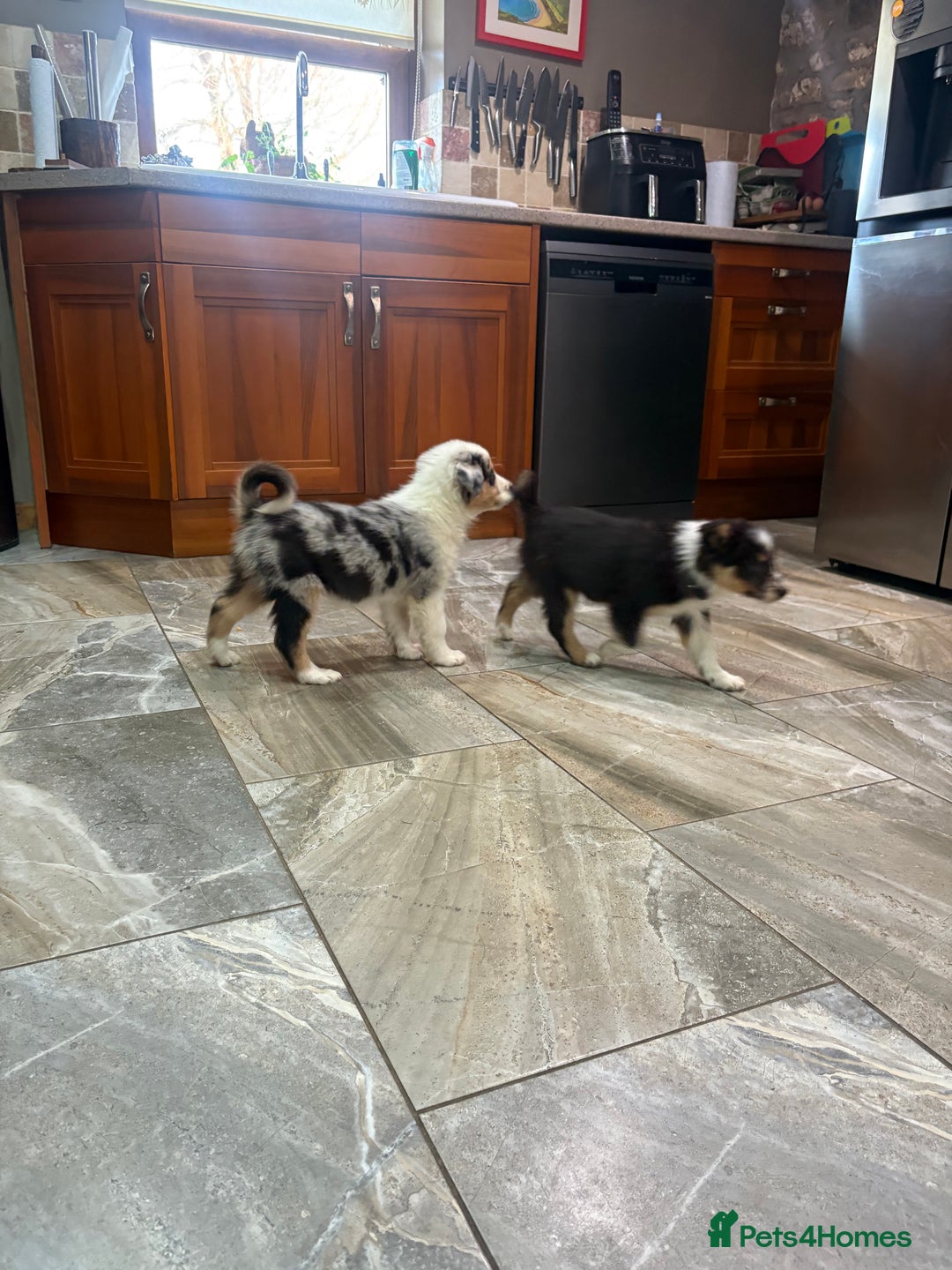 Border Collie dogs for sale: Border collie puppies  - Advert 5