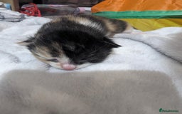 Mixed Breed cats for sale: Beautiful kittens - Image 16