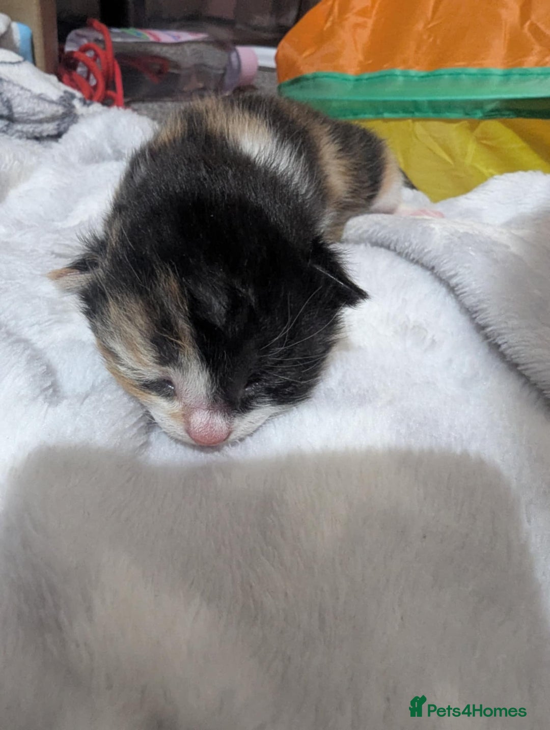 Mixed Breed cats for sale: Beautiful kittens - Image 16