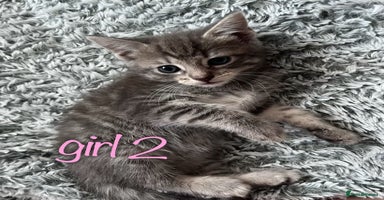 Maine Coon cats - Advert 3