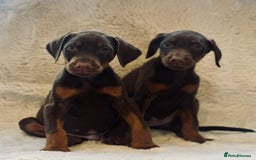 Dobermann dogs for sale: Doberman puppies  - Image 3