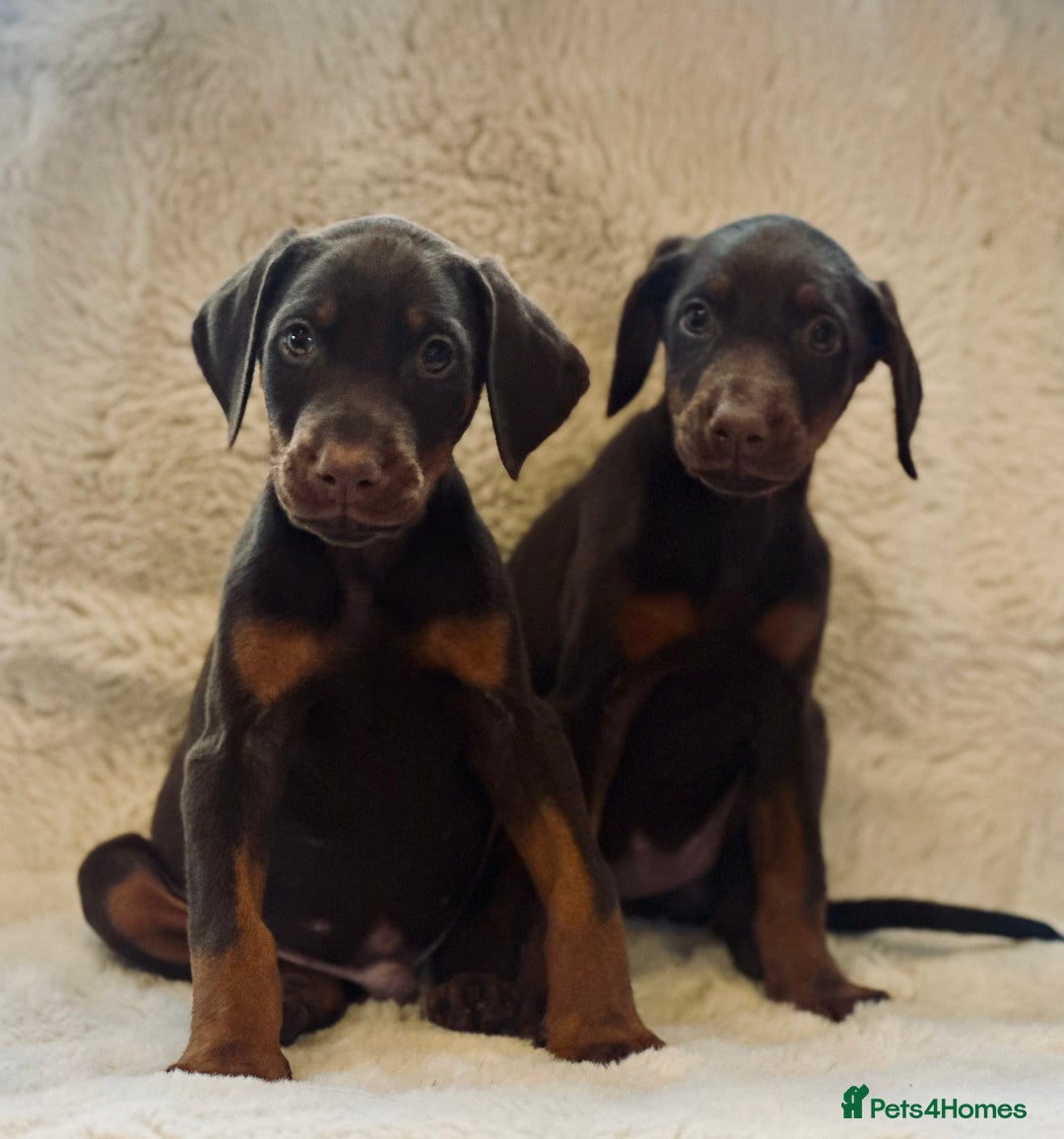 Dobermann dogs for sale: Doberman puppies  - Image 3