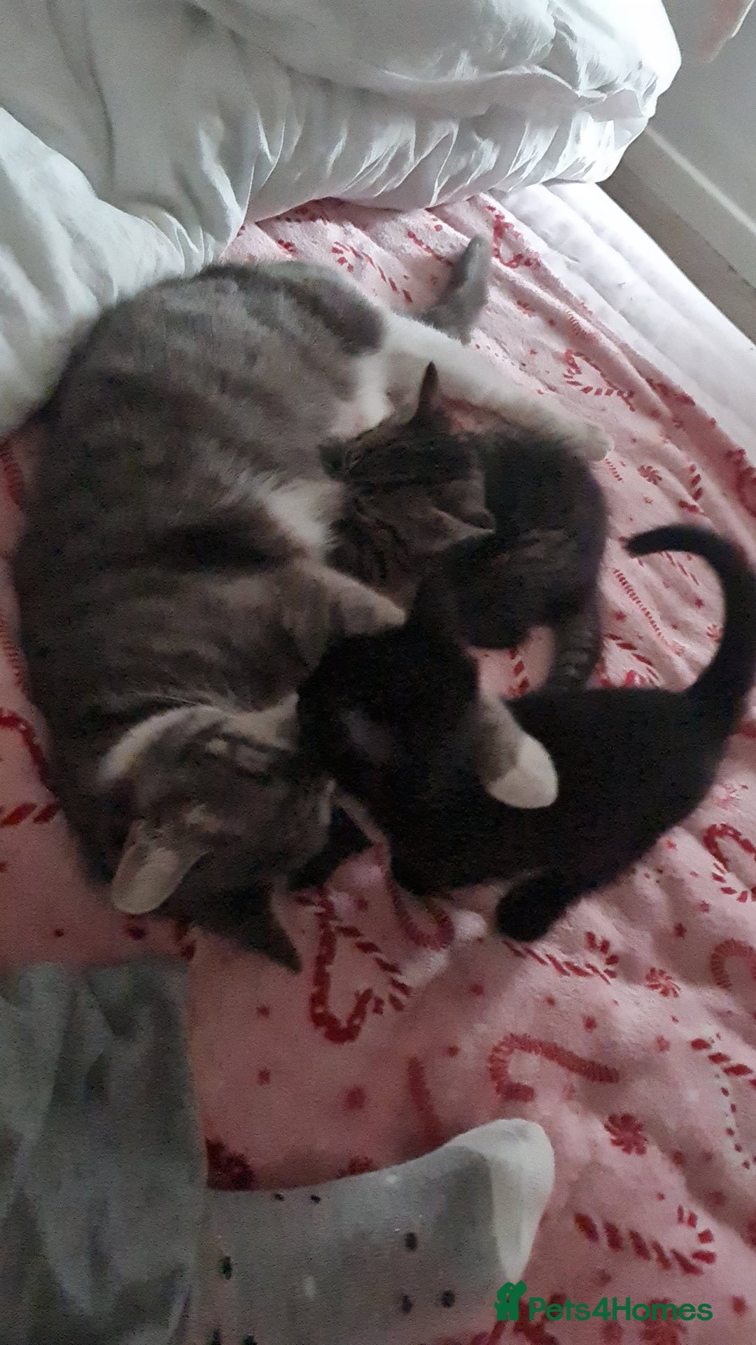 Mixed Breed cats for sale: 10 beautiful kittens - Image 16
