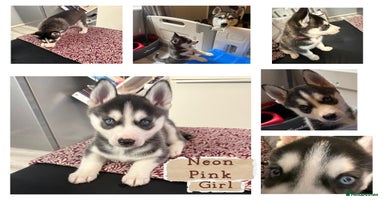 Siberian Husky dogs - Advert 2