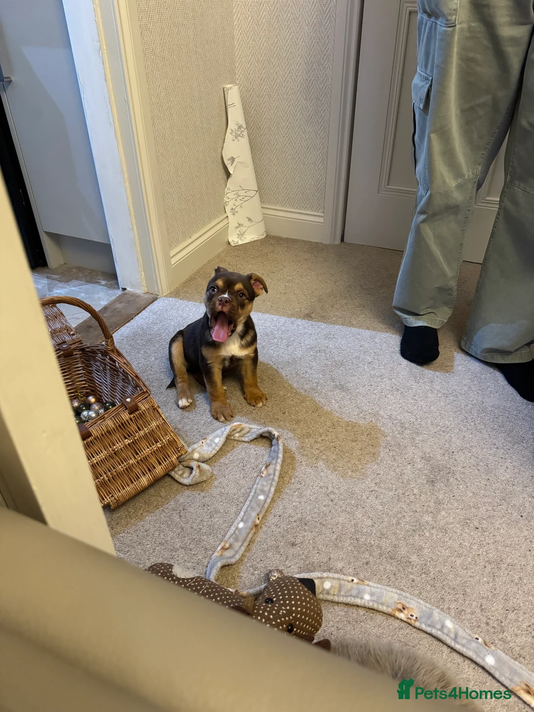 Mixed Breed dogs for sale: English bulldog mix female puppy - Advert 8