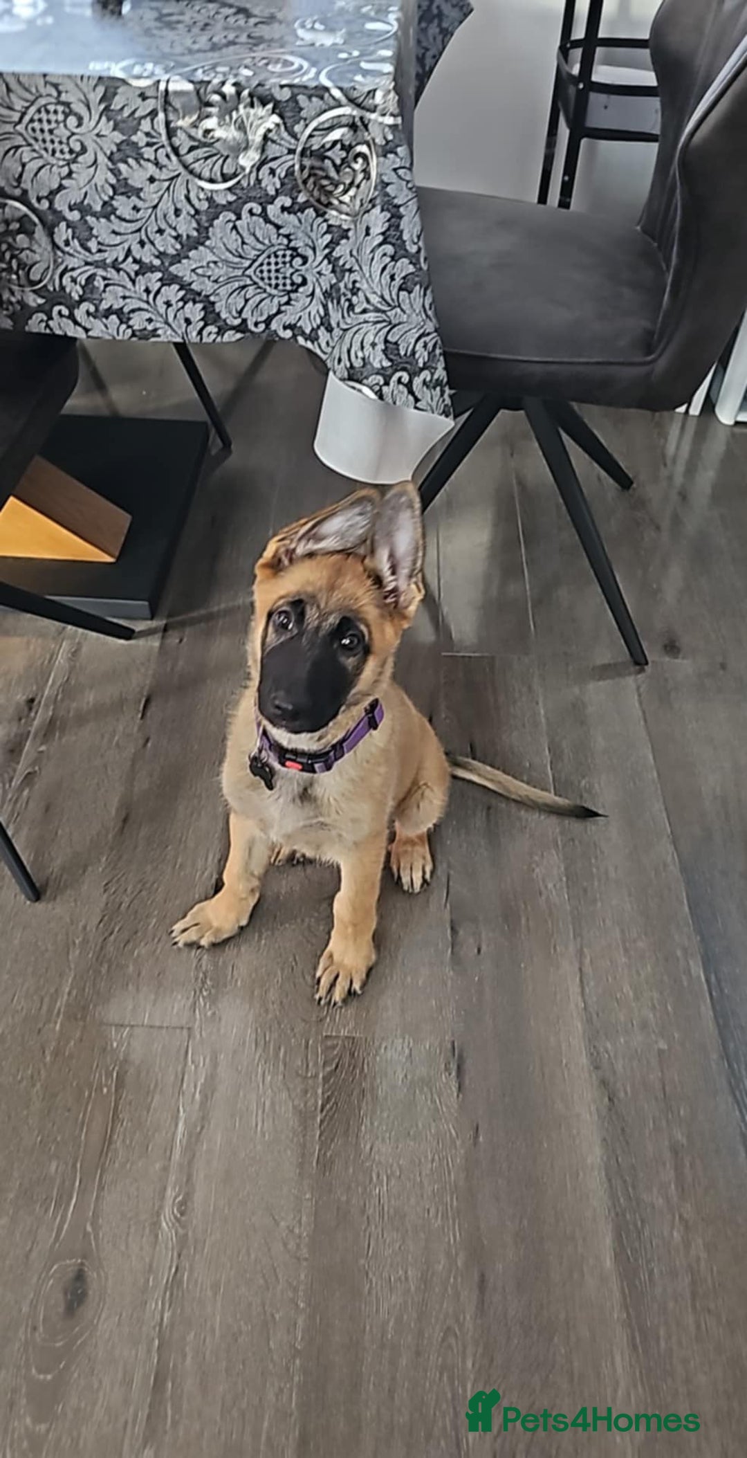 German Shepherd dogs for sale: 1 female German Shepherd  - Image 1