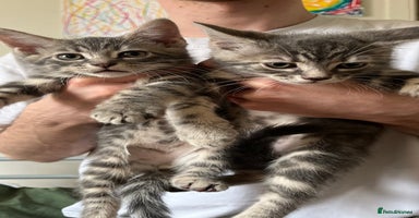 British Shorthair cats - Advert 11