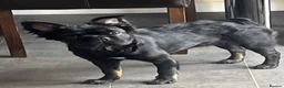French Bulldog dogs for sale: Fluffy Frenchie female  - Advert 4