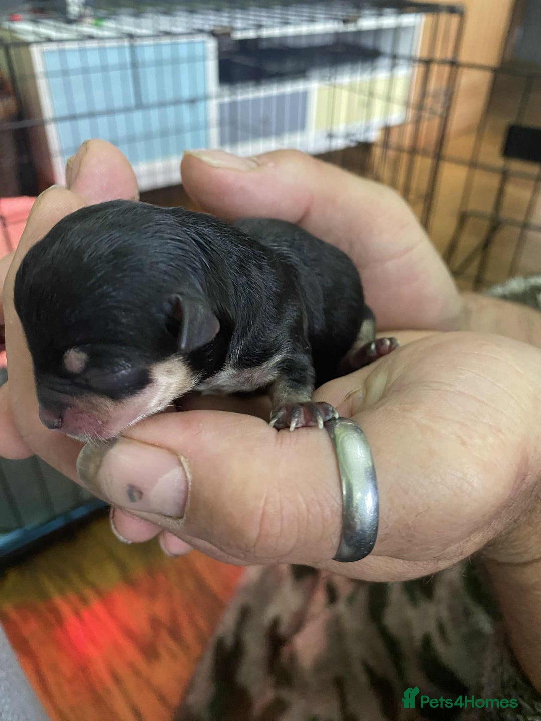 Chihuahua dogs for sale: Small Chihuahua puppies for sale  - Image 3