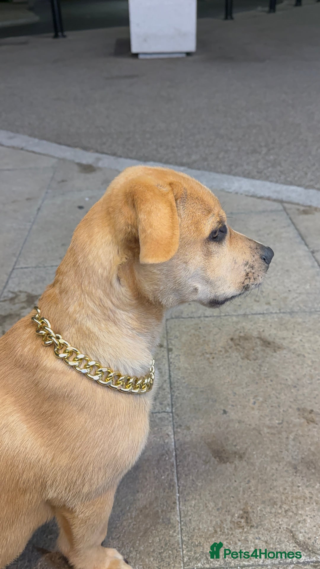 Labrador Retriever dogs for sale: Simba looking for a new family🥰 - Image 4