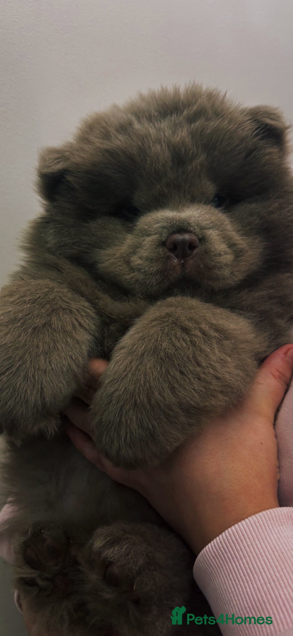 Chow Chow dogs Ready to leave solid lilac 🧸🔥 - Advert 1